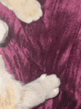 a cat 's paws are laying on a purple blanket .