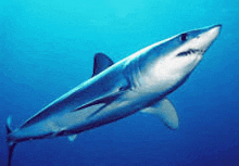 Mako Shark GIF