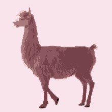 bunchie the llama website