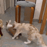 Bunny Cat Chase GIF - Bunny Cat Cat Bunny GIFs