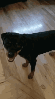 Dog Say What GIF - Dog Say What You GIFs