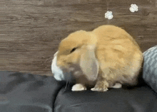 a brown rabbit is sitting on a black couch with its eyes closed .