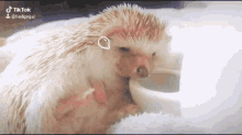 Hedgehog Sleep Wake Up GIF - Hedgehog Sleep Wake Up Hedgehog GIFs