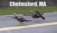 Chelmsford Massachusetts GIF - Chelmsford Massachusetts Turkey GIFs