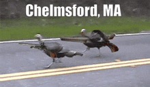 two turkeys with guns on their backs are running down a road in chelmsford ma