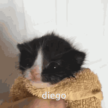 Diego GIF - Diego GIFs