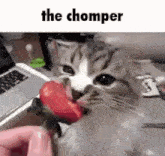 Cat Chomp GIF - Cat Chomp Chomper GIFs