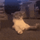 a kitten is laying on its back on a carpet in a room .