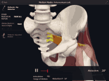 Piriformis Abduction GIF - Piriformis Abduction Hip Abduction GIFs