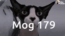 Mog Mogcat GIF - Mog Mogcat Mog 179 GIFs
