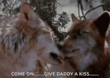 wolves wolf wolf kiss lick give daddy a kiss
