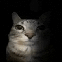 a cat is standing in the dark and looking at the camera .