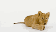 Telus Critter GIF - Telus Critter Animal GIFs
