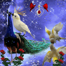Szerelem Love GIF - Szerelem Love Birds GIFs