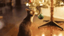 Christmas Tree Cats GIF