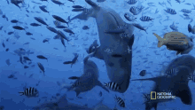 Loaded With Sharks How To Identify A Bull Shark GIF - Loaded With Sharks How To Identify A Bull Shark Raging Bull Shark GIFs