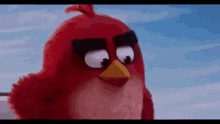 Red Eyebrows GIF - Red Eyebrows Angry Birds GIFs