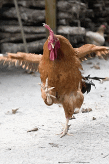 a brown rooster with its wings outstretched standing on one leg