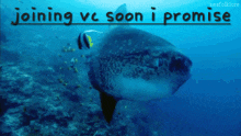 Join Vc Soon Fish Vc GIF - Join Vc Soon Vc Soon Join Vc GIFs