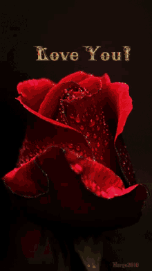 i love you red rose love