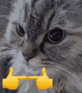 a close up of a cat with two yellow thumbs up .