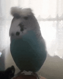 a blue and white parakeet is sitting on a person 's shoulder .