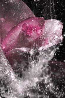 Rose Love GIF - Rose Love Water GIFs