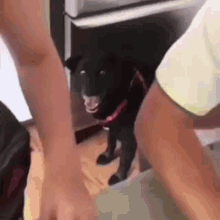 Scared Dog Speechless GIF - Scared Dog Speechless Omg GIFs