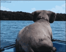 Doggie Jump GIF - Doggie Jump Swim GIFs