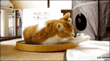 Cats Attack GIF - Attack Cats Catfight GIFs
