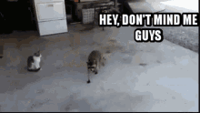 Raccoon Mine GIF