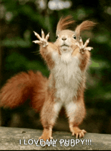 a squirrel standing on its hind legs with the words i love my puppy