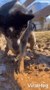 Digging In The Mud Dog GIF - Digging In The Mud Dog Viralhog GIFs
