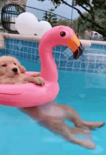 dog-pool.gif