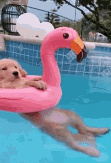 Dog Pool GIF - Dog Pool Chill GIFs