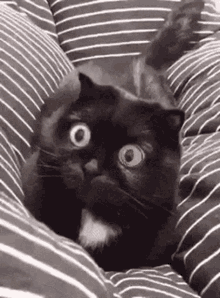 Cat Dilated Pupils GIF