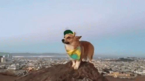 New Funny GIF - New Funny Animals - Discover & Share GIFs New Funny GIF - New Funny Animals - Discover & Share GIFs