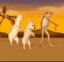 Danse Dog GIF - Danse Dog яхтапарус GIFs