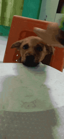 a small brown dog laying on a table with its head on a book