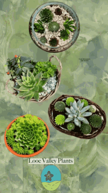 Plants Succulent GIF - Plants Succulent Succulents GIFs