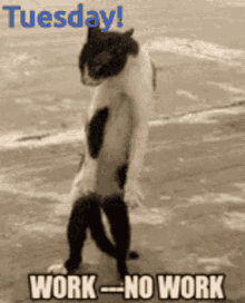 Tuesday Cat GIF - Tuesday Cat Work GIFs