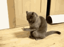Cat Paws GIF - Cat Paws Holding GIFs