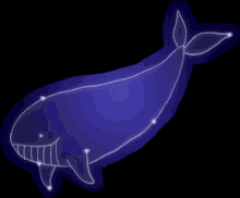 stars whale