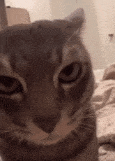 Stare Cat Side Eye Cat GIF - Stare Cat Side Eye Cat Cat Meme GIFs