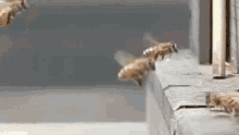 Bees Collision GIF - Bees Collision Explosion GIFs