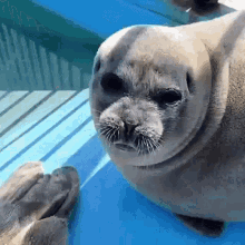 Seal Fish GIF - Seal Fish Cute GIFs