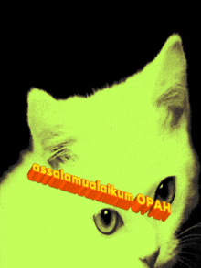 a close up of a cat 's face with the words assalamualaikum opah written on it