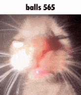 a close up of a cat 's face with the words balls 365 above it