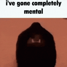 Cat I'Ve Gone Completely Mental GIF - Cat I'Ve Gone Completely Mental Tellmeits0ver GIFs
