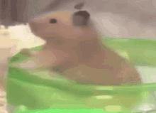 Hampter Hamster GIF - Hampter Hamster Spin GIFs